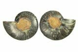 Cut & Polished Ammonite Fossil - Unusual Black Color #296281-1